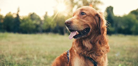 Pet Insurance